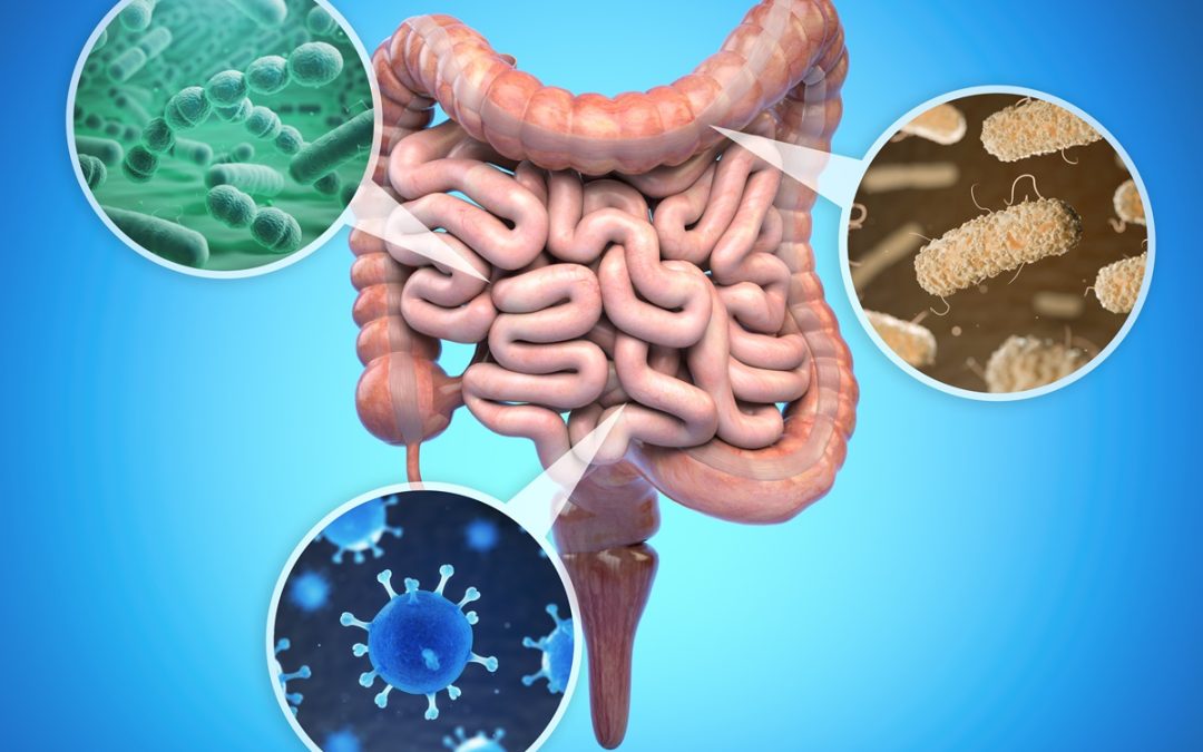 Dobre bakterije u crevima – zdrava mikrobiota i opšte dobro zdravlje!